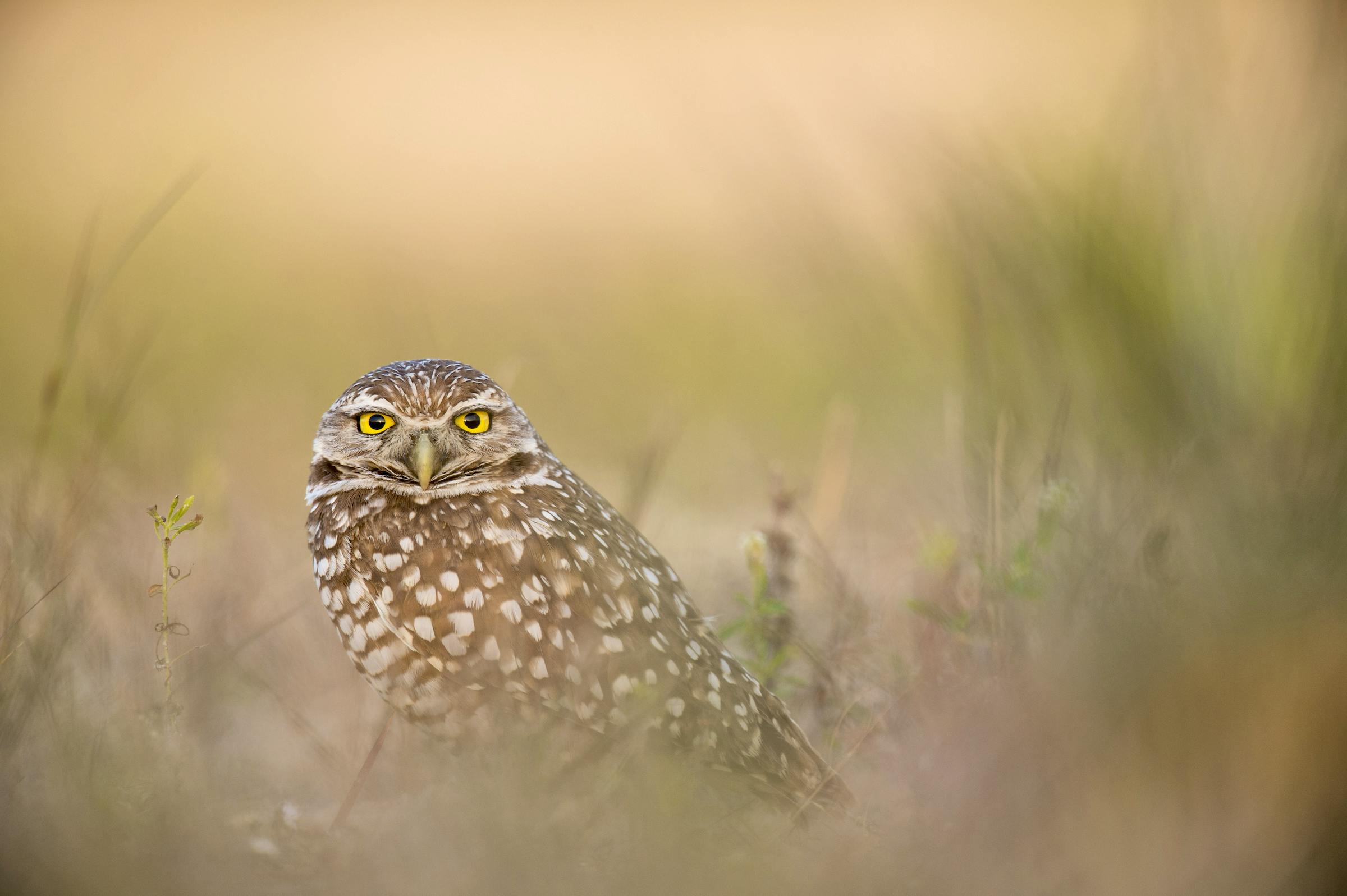 Burrowing Owl Stare